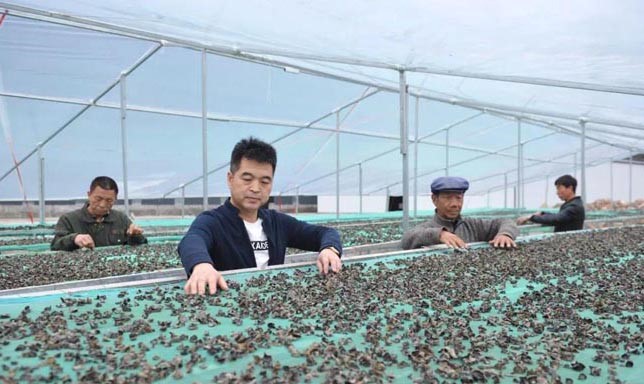 甘肅禮縣杜小軍退伍不退軍人本色，做“鄉(xiāng)村振興”戰(zhàn)略的踐行者