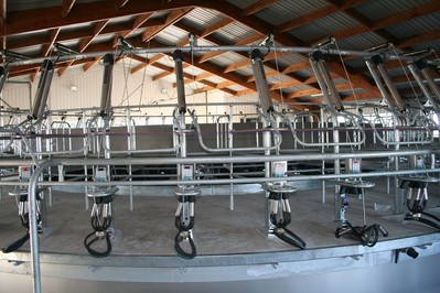 afimilk management system on Waikato rotary milking parlor